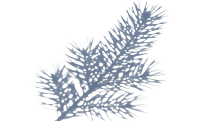 Natural shadow of a fir tree branch with needles, isolated on transparent background