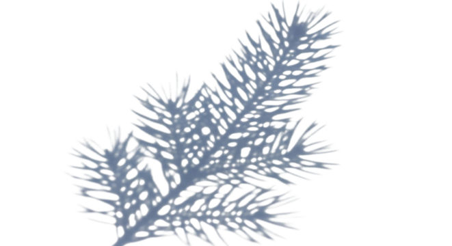Natural shadow of a fir tree branch with needles, isolated on transparent background