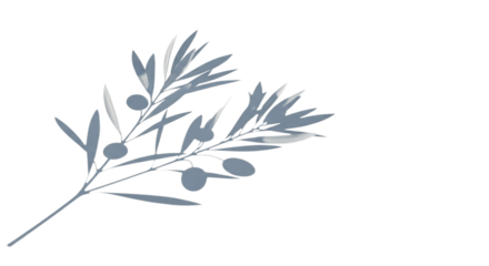 Elegant shadow of an olive branch with fruit and foliage, isolated on transparent background