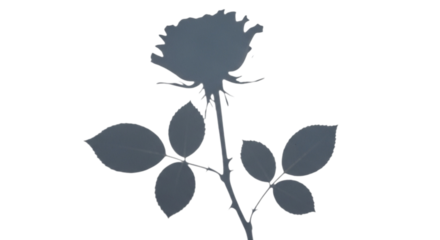 Silhouette of a single rose flower with leaves, isolated on transparent background