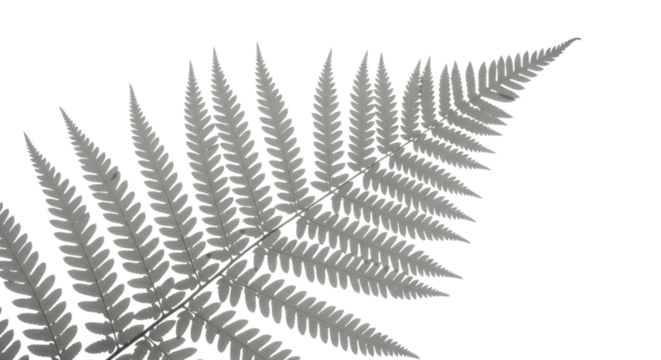 Detailed fern leaf silhouette showcasing natural beauty isolated on transparent background