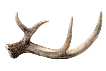 A single deer antler 