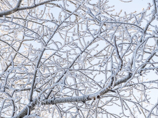 Tree branches in winter covered with snow and frost in snowfall on blue sky background. Frozen tree branches.