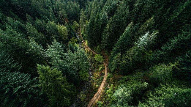 A winding dirt road cuts through a dense forest, with tall evergreen trees on either side, creating a natural tunnel effect.