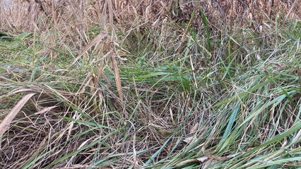 草, 自然, 水, 植える, 木, サマータイム, とぶ, 森, 季節, 農学, 茶色, 流れ,