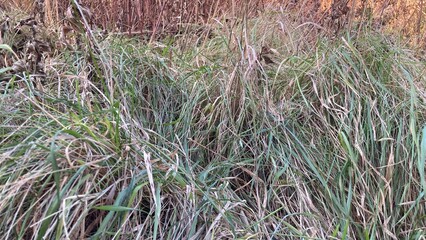 草, 自然, 水, 植える, 木, サマータイム, とぶ, 森, 季節, 農学, 茶色, 流れ,