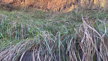 草, 自然, 水, 植える, 木, サマータイム, とぶ, 森, 季節, 農学, 茶色, 流れ,