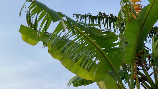 Lush green banana leaves swaying gently against a clear blue sky capturing the vibrant essence of tropical nature. Excellent footage for themes of nature, farming, and environmental clips.