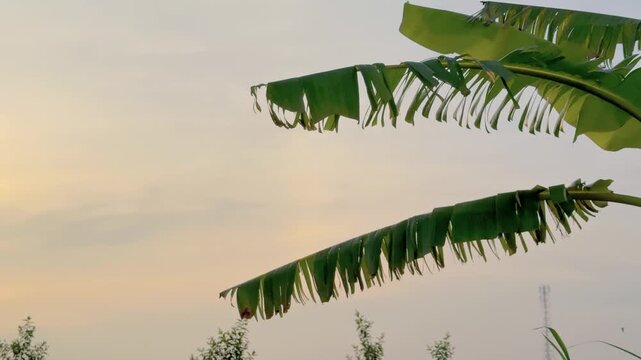 Green banana leaves swaying against a soft pastel sky at sunset a natural outdoor scene with tropical foliage. Perfect for tropical, moody, and natural background themes.
