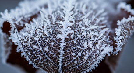 Close up macro photograph of a dry brown leaf covered in intricate crystalline frost patterns during winter