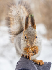 Squirrel eats nuts from a man's hand. Caring for animals in winter or autumn.