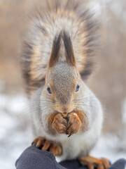 Fototapeta premium Squirrel eats nuts from a man's hand. Caring for animals in winter or autumn.