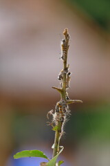 Caterpillar on a plant in the garden, Macro photography