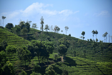 A vast expanse of tea plantations in the hills of the Sirah Kencong area of ​​Blitar, Indonesia