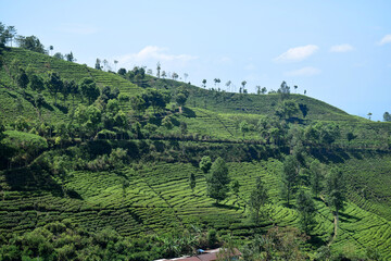 A vast expanse of tea plantations in the hills of the Sirah Kencong area of ​​Blitar, Indonesia