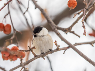 Cute bird the willow tit, song bird sitting on a branch without leaves in the winter.