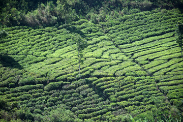 A vast expanse of tea plantations in the hills of the Sirah Kencong area of ​​Blitar, Indonesia