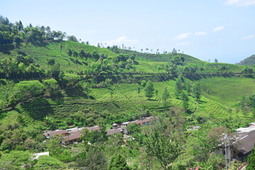 A vast expanse of tea plantations in the hills of the Sirah Kencong area of ​​Blitar, Indonesia