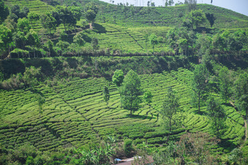 A vast expanse of tea plantations in the hills of the Sirah Kencong area of ​​Blitar, Indonesia