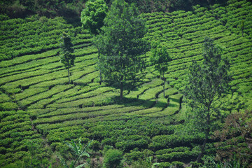 A vast expanse of tea plantations in the hills of the Sirah Kencong area of ​​Blitar, Indonesia