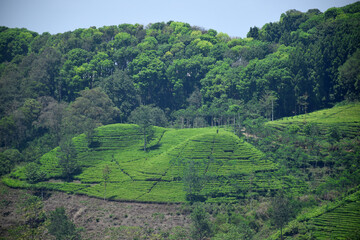 A vast expanse of tea plantations in the hills of the Sirah Kencong area of ​​Blitar, Indonesia