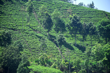 A vast expanse of tea plantations in the hills of the Sirah Kencong area of ​​Blitar, Indonesia