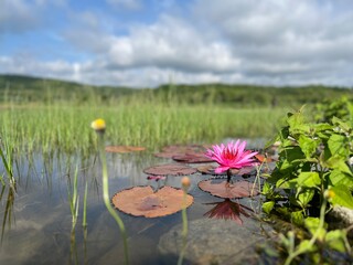 Pink water lily blooming in a shallow pond near rice fields, reflecting bright tropical daylight.