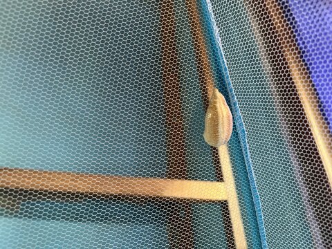 Close-up of a praying mantis ootheca attached to a bedroom mosquito net, captured with soft indoor lighting.