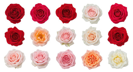 Top View Collection of Red, Pink, and Cream Rose Heads Isolated on White Background