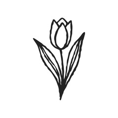 Elegant Tulip Illustration for Spring Designs, A Simple Botanical Element with Classic Style Perfect for Cards, Invitations and Branding Projects Originally Vector