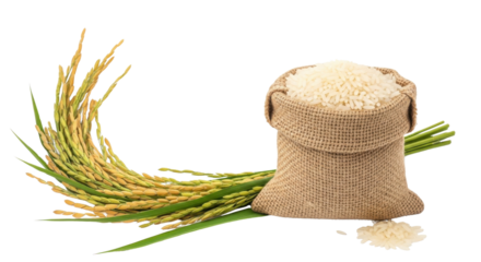 Burlap Sack of White Rice Grains and Golden Paddy Stalks Isolated on White Background