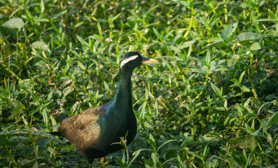 A bronze-winged jacana (Metopidius indicus)