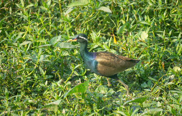 A bronze-winged jacana (Metopidius indicus)