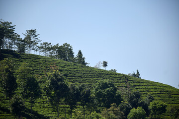 A vast expanse of tea plantations in the hills of the Sirah Kencong area of ​​Blitar, Indonesia