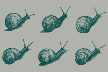 Halftone snail crawling sketch vector illustration. Invertebrate animal in vintage engraving style. Eps 10 © SAGOR