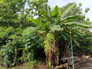 Banana tree bearing green fruit surrounded by foliage.Tropical garden view. banana plant in the sun.Large banana tree with fruit and dense mixed plants.