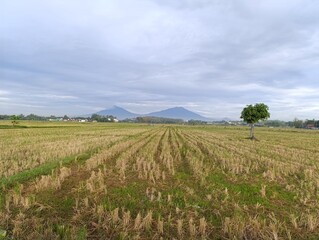Farming landscape after harvest. lone tree and twin peaks.Dry rice field waiting for next planting season.Morning light on golden stubble and distant mountains.