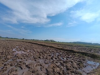 Muddy field after plowing. preparation for new crop.Dark brown wet soil for agriculture under blue sky.Tilled land ready for rice planting in the sun.