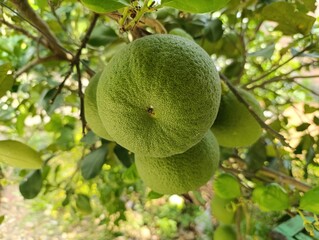 Large unripe pomelo fruit hanging from a tropical tree.Closeup of fresh green pomelo fruit on the branch.Bright green pomelo skin texture detail in the sun.