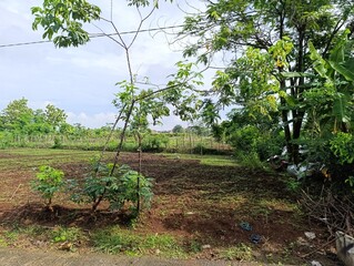 View of cultivated field surrounded by tropical trees.Agricultural land and various green plants in countryside.Farm field preparation. earth and lush tropical growth.
