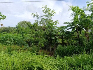 Overgrown tropical field with various green plants and sky.Mixed tropical vegetation. dense foliage on field edge.Lush green rural landscape under a summer cloudy sky.
