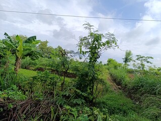 Lush mixed foliage on a gentle hill slope under cloudy sky.Tropical path winding through dense green plants.Banana trees and young growth in a rural farming area.