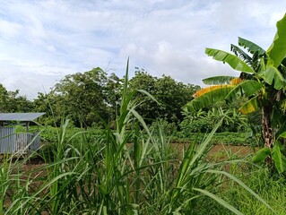 Tall green grass in foreground of mixed tropical vegetation.Lush green field edge with tall grass and banana plants.Tropical landscape view. foreground grass and foliage.