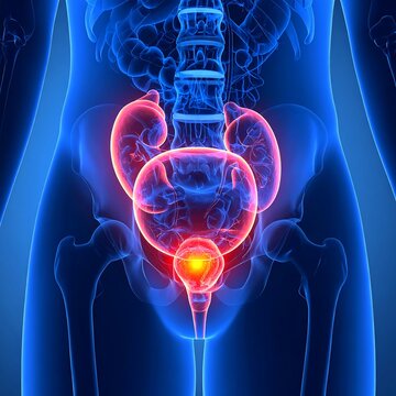 Human Urinary System Anatomy Illustration with Kidneys and Bladder.
