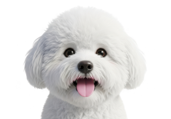 Cute white bichon frise puppy dog face smiling with tongue out isolated isolated on transparent background