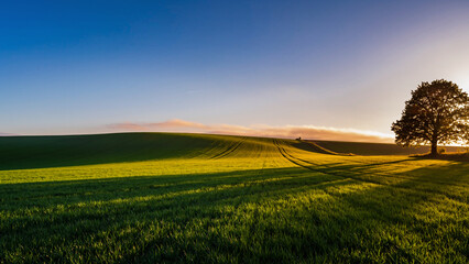 Fototapeta premium Vast green field with a single tree at sunrise or sunset, casting long shadows under a clear blue sky.