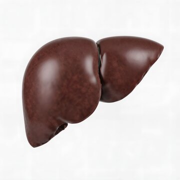 Liver