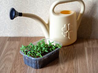 The best microgreens to grow. How to grow microgreens at home. Sprouted seeds in a container and a watering can 