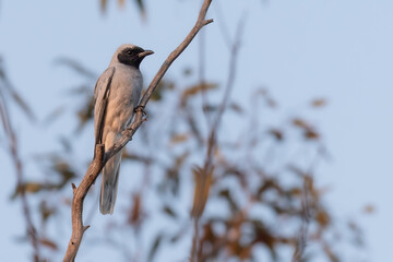 Black-faced cuckooshrike (Coracina novaehollandiae), Dryandra woodland, Western Australia