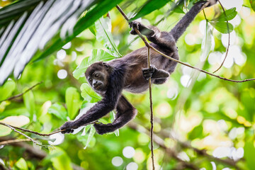 Howler monkey